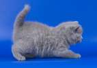 Голубые британские котята. 8-916-611-44-96