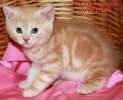 Британские  котята красный мрамор из питомника VIV