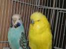 Выставочные волнистые попугаи(Чехи)