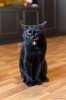 Молодой, ласковый, очаровательный котик Васенька черного окраса ждет любящих хозяев!