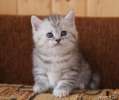 Шотландский прямоухий котенок Пятно на серебре