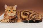 Вязка Британский кот Черный мраморный на золоте