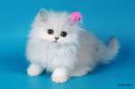 Продам персидских шиншилловых котят