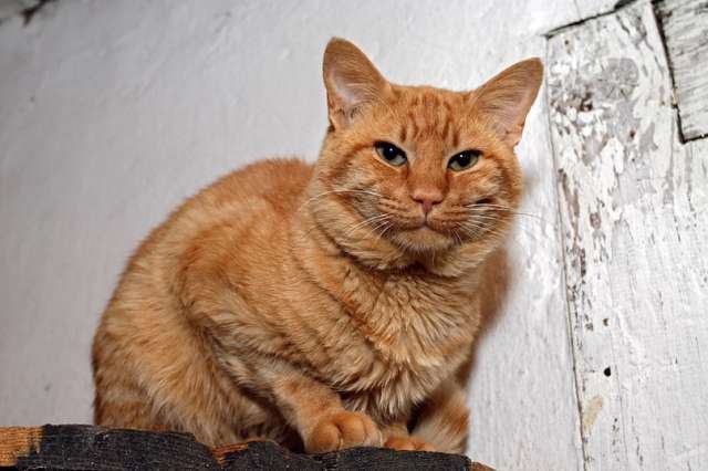 Очень крупный красивый рыжий кот Ярик в дар