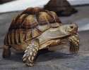       Продам крупную  Шпороносную черепаху     