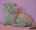 Видео. Красивый шотландский вислоухий лиловый котик  скоро 2  мес.