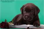 Лабрадор щенки черные и шоколадные. Сертификаты по здоровью