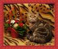 Британские золотые котята - зеленоглазое чудо