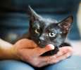 Очаровательный черный котенок в дар в добрые руки