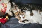 Кошки Зита и Гита- двойная радость вам