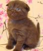 Шотландские плюшевые котята шоколадного окраса