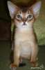 Абиссинский котенок дикого окраса из питомника