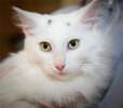 Ванечка, белоснежный котенок в дар