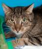 Джонни - кот-красавец, с внимательными зелеными глазами в добрые руки!