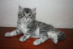 Продается сибирский котик 