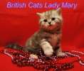 Мраморные серебристые британские котята