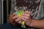 Сенегал, ручной сенегальский попугай, птенцы