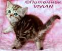 Британские  котята шоколадный мрамор на серебре из питомника VIVIAN.