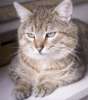 Круглолицый красавец Чарльз, роскошный полосатый кот в дар.