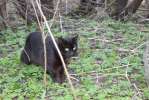 Черный котик в дар!