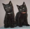 Черные короткошерстные котята