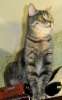 Очаровательный полосатый котик Шерхан с замечательным характером ищет доброго и любящего хозяина!