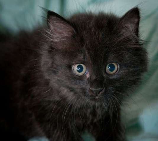 Малышка Эшли, пушистый черный котенок в дар.