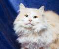 Нежно кремовый красавец Партос, роскошный пушистый кот в дар.