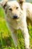 Домашняя лисичка-Жуля, самая добрая и послушная собака в дар.