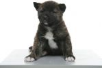 продается алиментный щенок Большой Японской Собаки