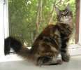 Мейн-кун, высокопородные котята от 15 000 руб.