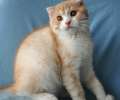 Красивый вислоухий красный пятнистый котик