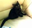 Милашка Лола, черненький котенок в дар.