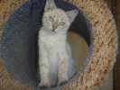 Красавец Крош. Голубоглазый тайский котенок в дар.