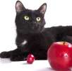 Малыш Бруно! Очаровательный черный котик в добрые руки, в дар.(7 мес, кастрирован)