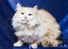 Нежно-кремовый красавец Партос, роскошный пушистый кот в дар.