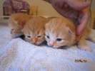 Три рыжих котенка