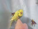 Чехи -выставочные волнистые попугаи