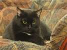 Лорд из палаты Лордов, черный крупный кот в добрые руки