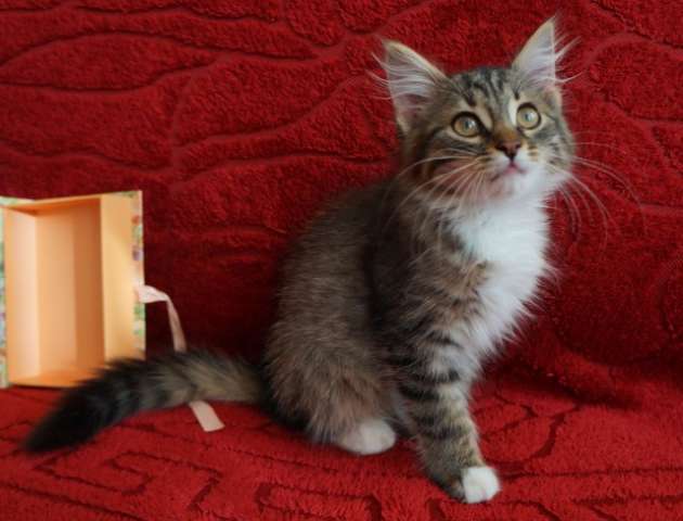Малыш Бони, очаровательный сибирский котенок в дар.