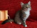 Малыш Бони, очаровательный сибирский котенок в дар.