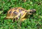 Черепаха среднеазиатская сухопутная