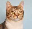 Полосатый красавец Нортон, самый добрый и ласковый кот на свете в дар!