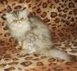  Персидская кошка в дар срочно или усыпление!