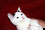 Очаровательный котёнок оригинального белоснежного окраса,  с двумя пятнышками на голове и тёмным хво