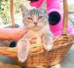 Красавица Дымка, голубокремовый котенок в дар.(5 мес, уже стерилизована!)