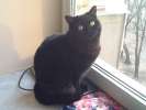 Черный британский котик ищет семью