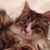 Пушистая красавица Мими, трехцветный сибирский котенок в дар.