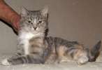 Все кошки хороши! Но ЭТА - каждому такую желать!! Красавица Дымка, голубокремовый котенок в дар.(5 м