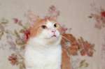 Рыжий красавец Массимо – молодой, здоровый, ласковый кот в любящие руки!